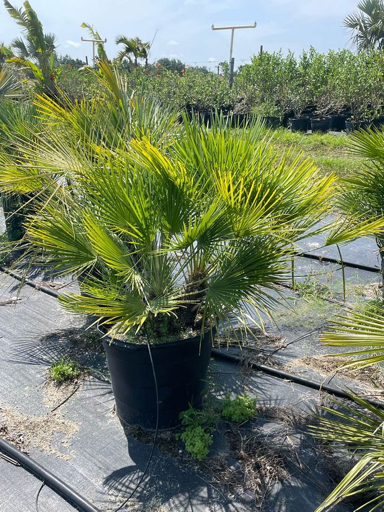 chamaerops-humilis-european-fan-palm-mediterranean-fan-palm