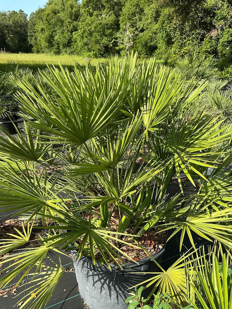 chamaerops-humilis-european-fan-palm-mediterranean-fan-palm