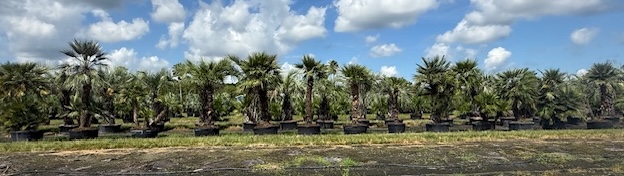 chamaerops-humilis-european-fan-palm-mediterranean-fan-palm