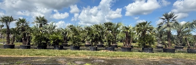 chamaerops-humilis-european-fan-palm-mediterranean-fan-palm