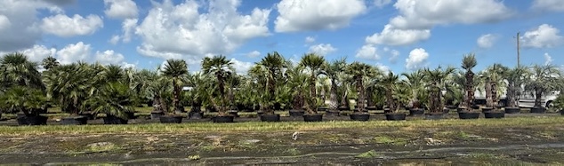 chamaerops-humilis-european-fan-palm-mediterranean-fan-palm