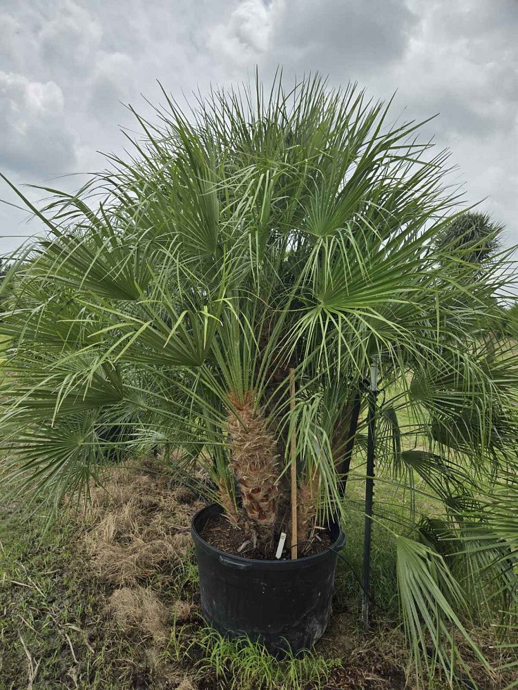 chamaerops-humilis-european-fan-palm-mediterranean-fan-palm