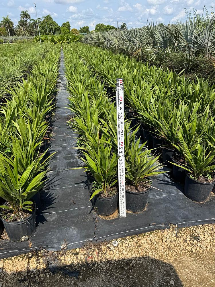 chamaerops-humilis-european-fan-palm-mediterranean-fan-palm