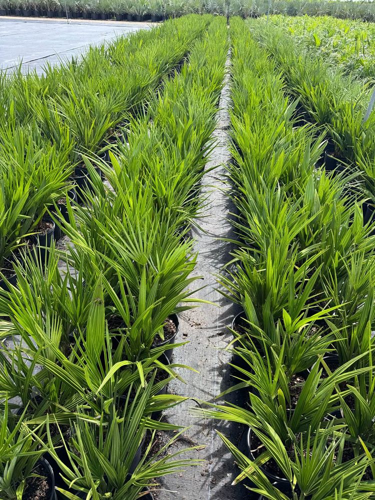 chamaerops-humilis-european-fan-palm-mediterranean-fan-palm