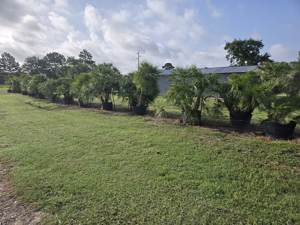 chamaerops-humilis-european-fan-palm-mediterranean-fan-palm