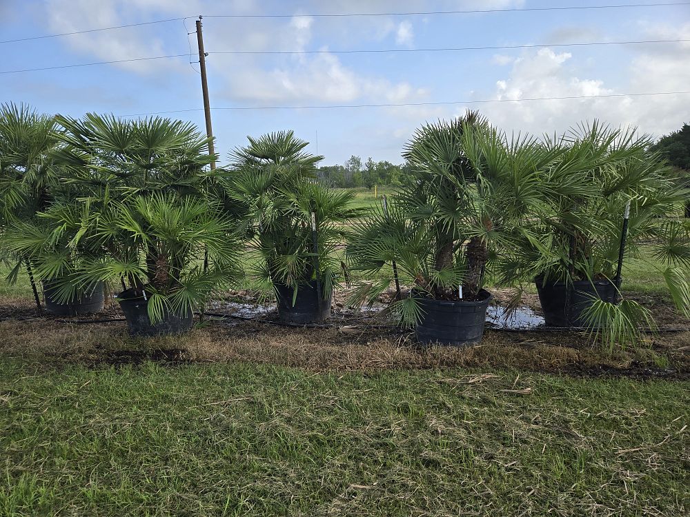 chamaerops-humilis-european-fan-palm-mediterranean-fan-palm