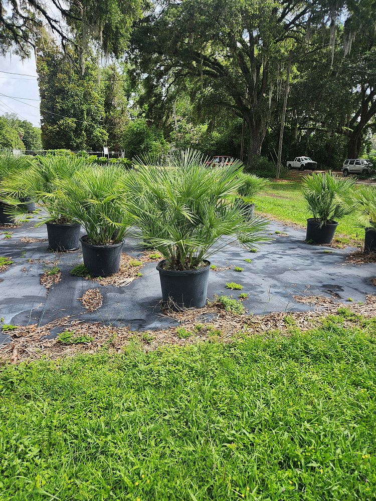 chamaerops-humilis-european-fan-palm-mediterranean-fan-palm