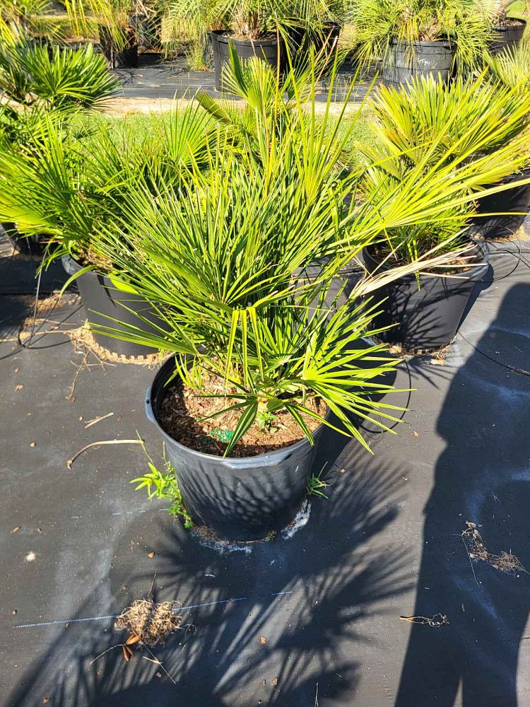chamaerops-humilis-european-fan-palm-mediterranean-fan-palm