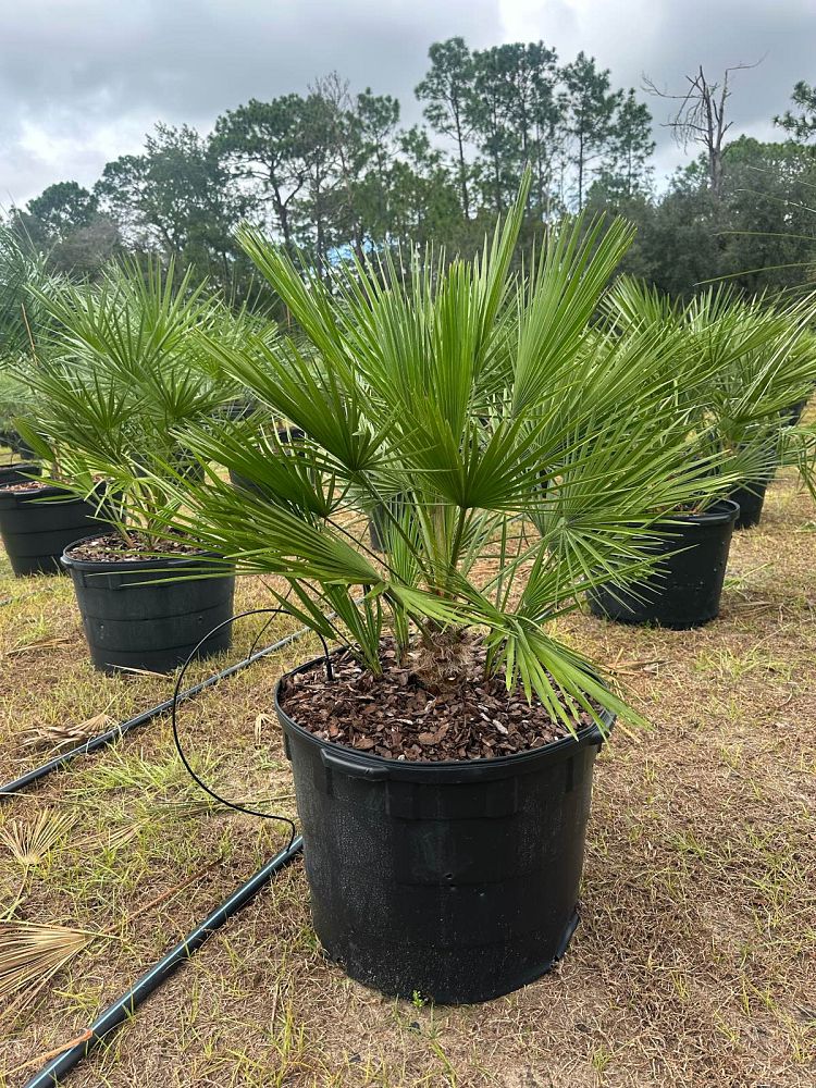 chamaerops-humilis-european-fan-palm-mediterranean-fan-palm