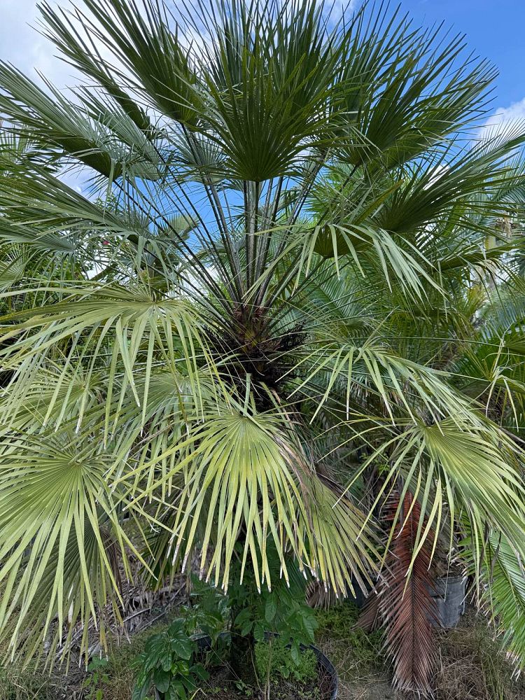 chamaerops-humilis-european-fan-palm-mediterranean-fan-palm