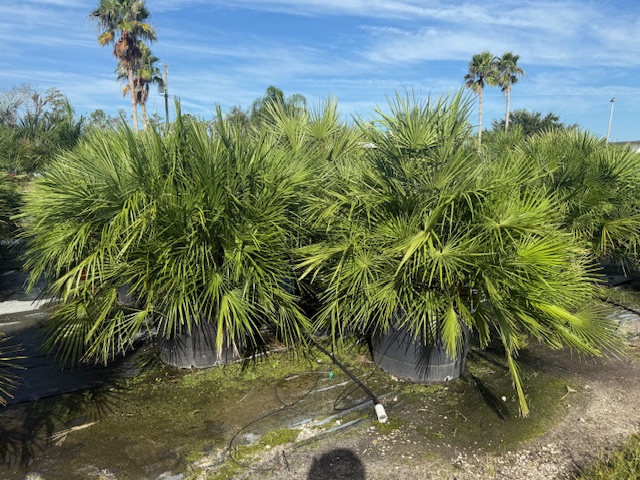 chamaerops-humilis-european-fan-palm-mediterranean-fan-palm