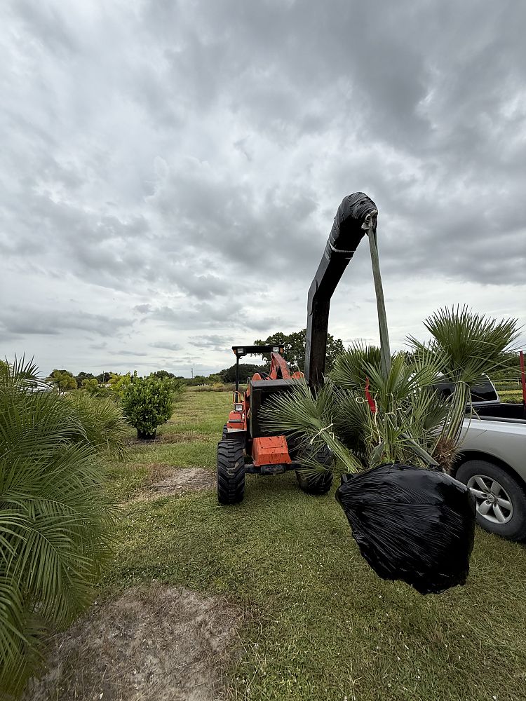 chamaerops-humilis-european-fan-palm-mediterranean-fan-palm