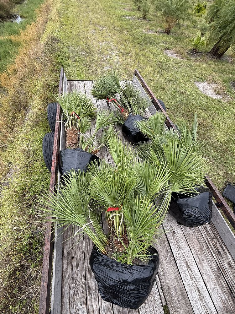 chamaerops-humilis-european-fan-palm-mediterranean-fan-palm