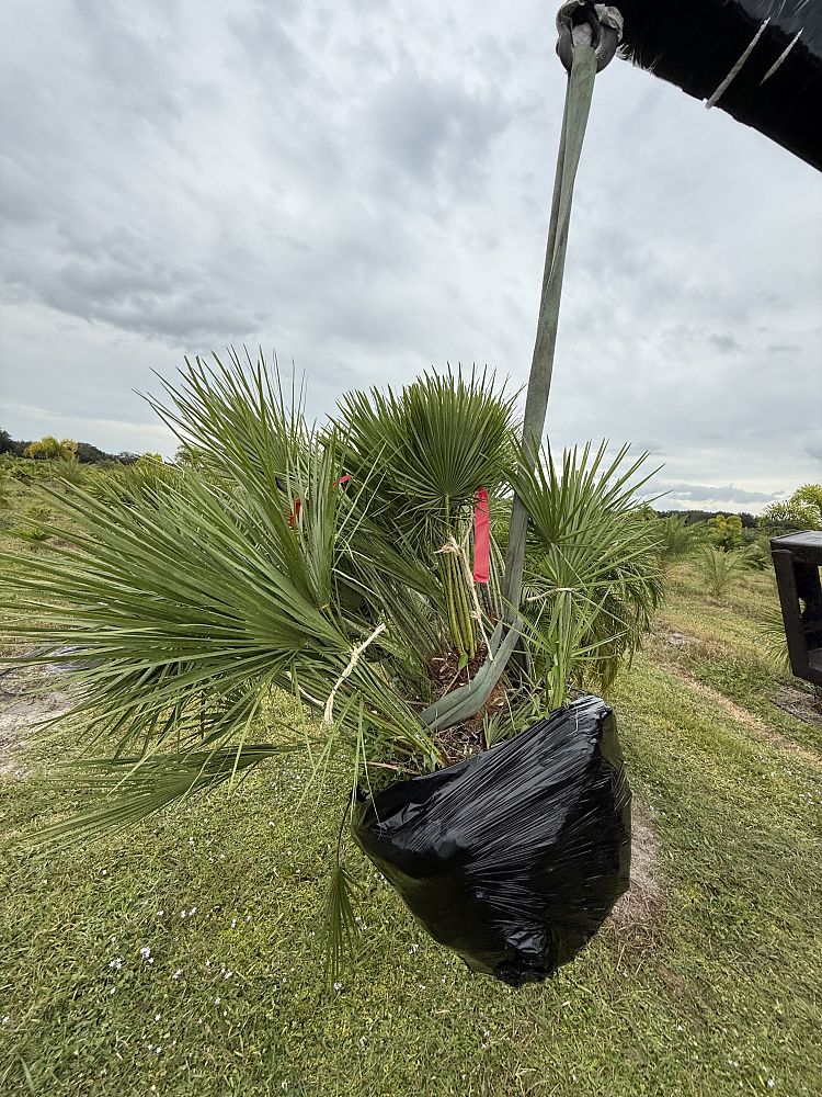chamaerops-humilis-european-fan-palm-mediterranean-fan-palm