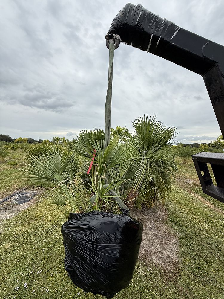 chamaerops-humilis-european-fan-palm-mediterranean-fan-palm