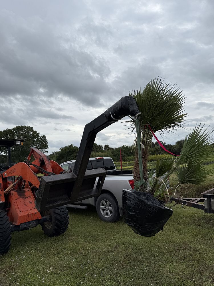 chamaerops-humilis-european-fan-palm-mediterranean-fan-palm