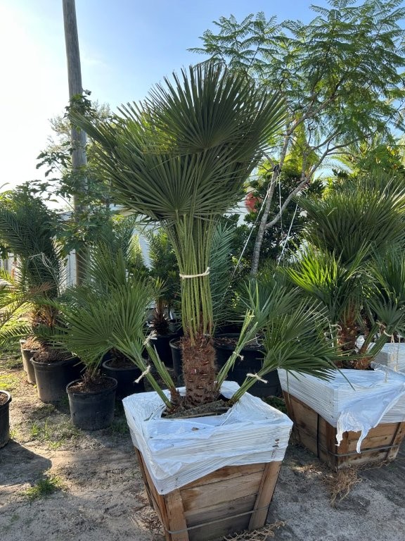 chamaerops-humilis-european-fan-palm-mediterranean-fan-palm