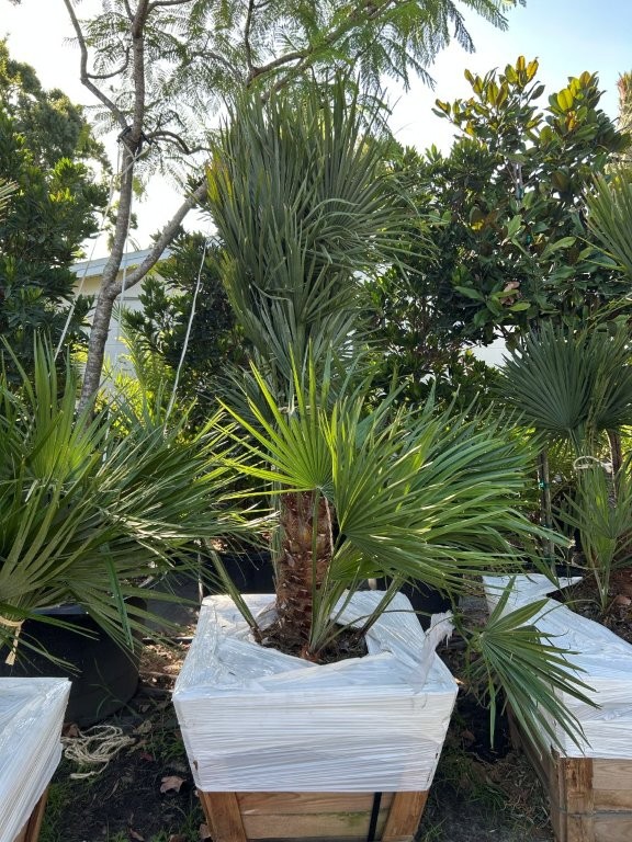 chamaerops-humilis-european-fan-palm-mediterranean-fan-palm