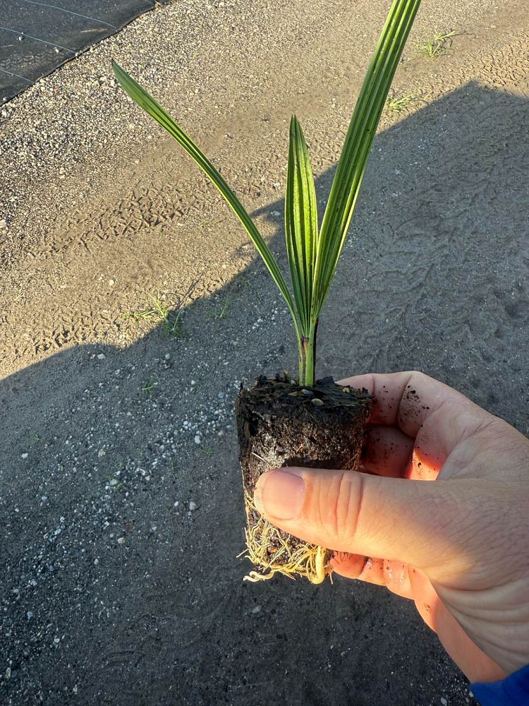 chamaerops-humilis-european-fan-palm-mediterranean-fan-palm