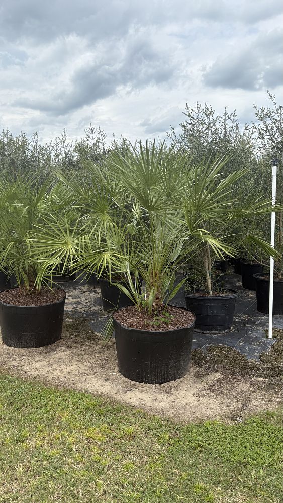 chamaerops-humilis-european-fan-palm-mediterranean-fan-palm