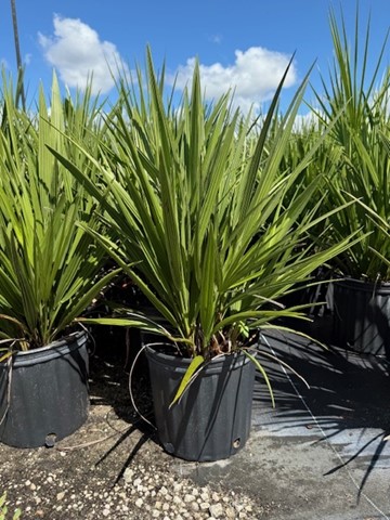 chamaerops-humilis-european-fan-palm-mediterranean-fan-palm