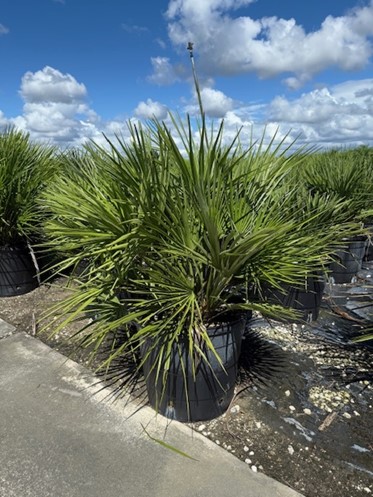 chamaerops-humilis-european-fan-palm-mediterranean-fan-palm