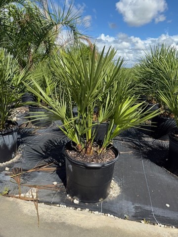 chamaerops-humilis-european-fan-palm-mediterranean-fan-palm