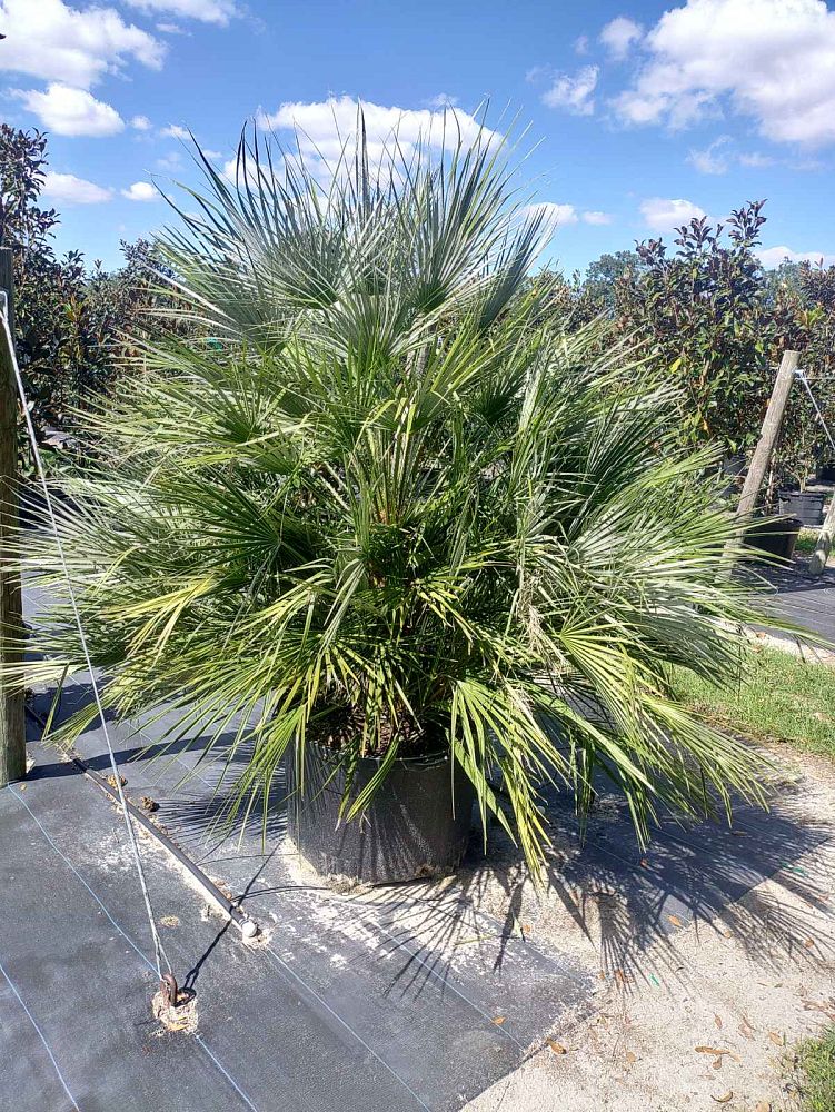 chamaerops-humilis-european-fan-palm-mediterranean-fan-palm