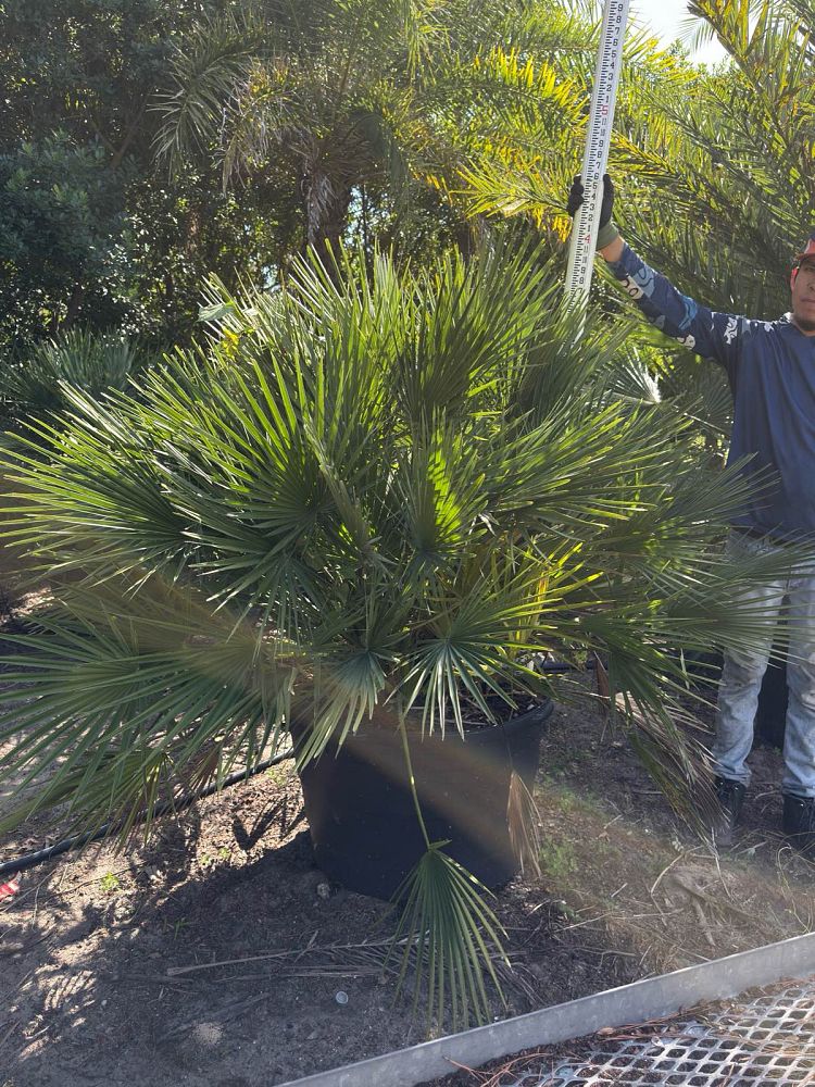 chamaerops-humilis-european-fan-palm-mediterranean-fan-palm