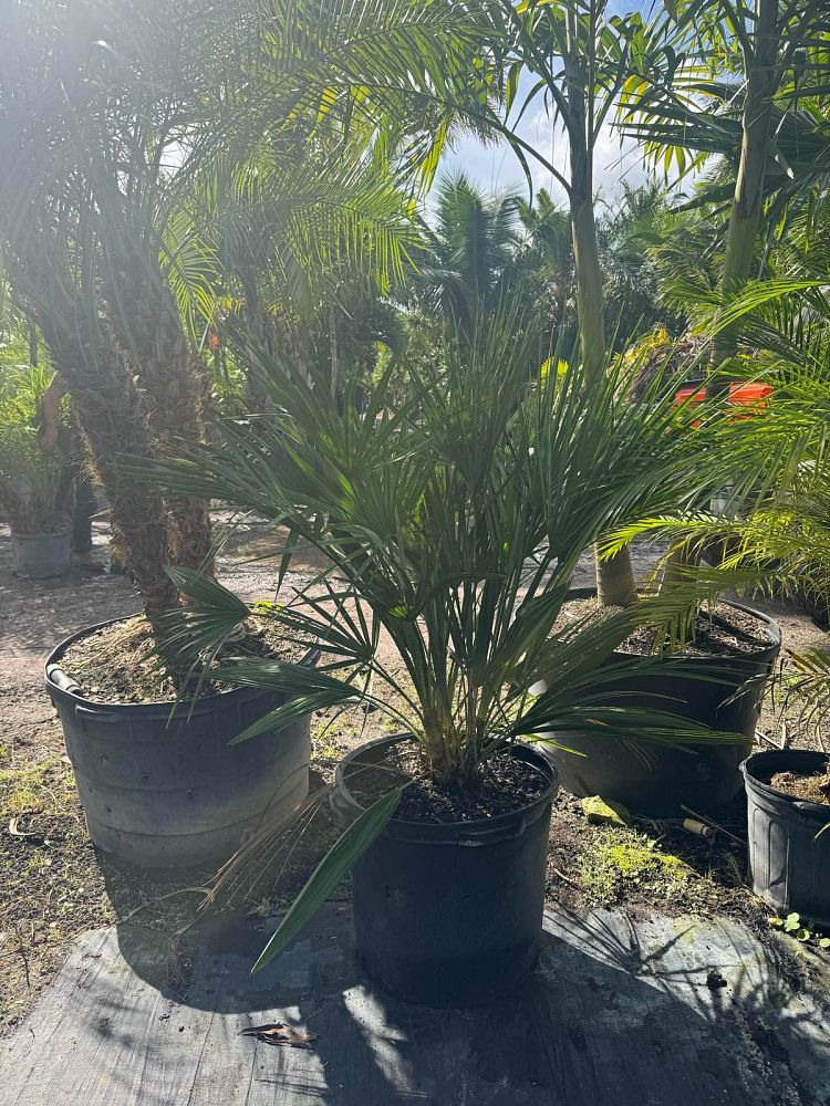 chamaerops-humilis-european-fan-palm-mediterranean-fan-palm