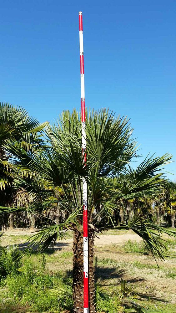 chamaerops-humilis-vulcano-european-fan-palm-mediterranean-fan-palm-chamaerops-humilis-var-elegans