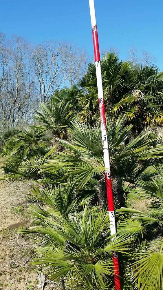 chamaerops-humilis-vulcano-european-fan-palm-mediterranean-fan-palm-chamaerops-humilis-var-elegans