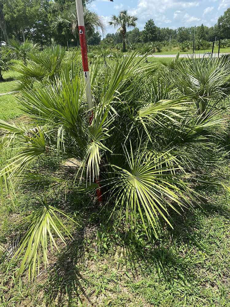 chamaerops-humilis-vulcano-european-fan-palm-mediterranean-fan-palm-chamaerops-humilis-var-elegans