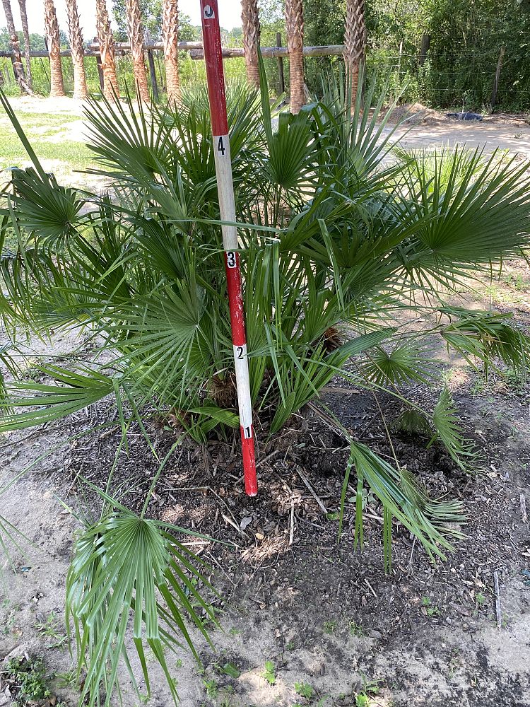 chamaerops-humilis-vulcano-european-fan-palm-mediterranean-fan-palm-chamaerops-humilis-var-elegans