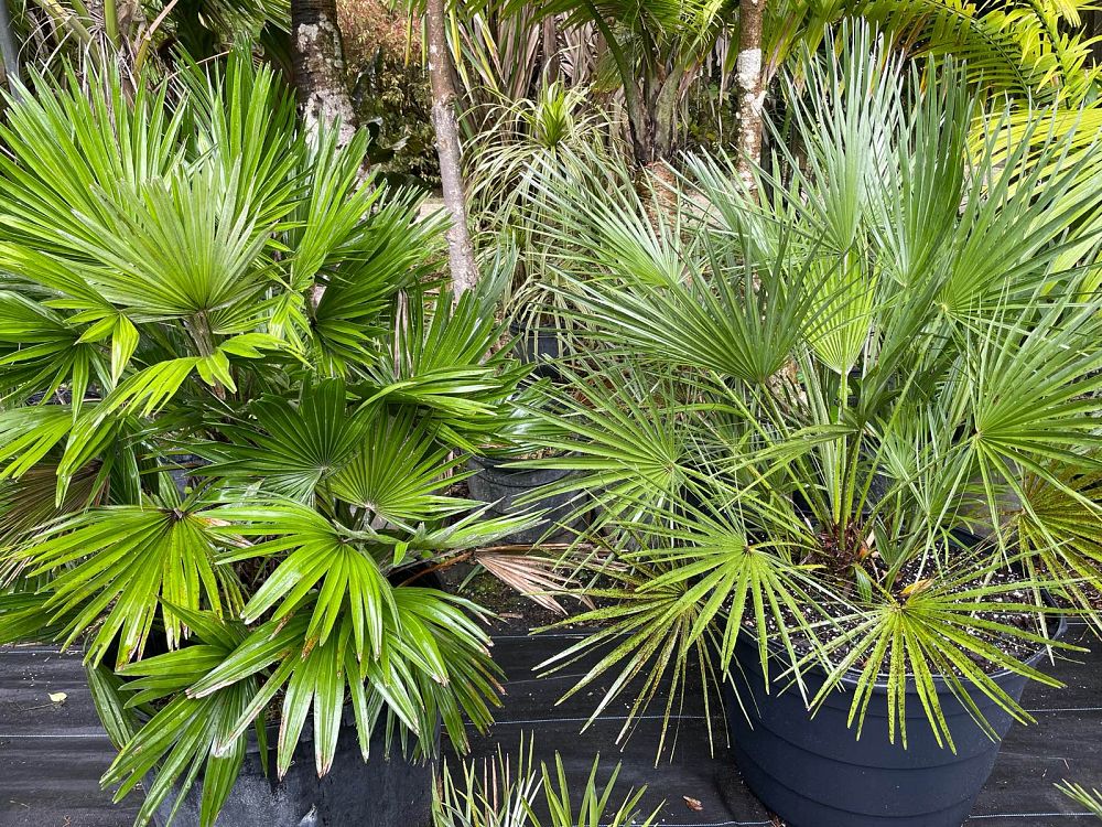 chamaerops-humilis-vulcano-european-fan-palm-mediterranean-fan-palm-chamaerops-humilis-var-elegans