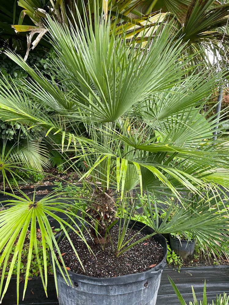chamaerops-humilis-vulcano-european-fan-palm-mediterranean-fan-palm-chamaerops-humilis-var-elegans