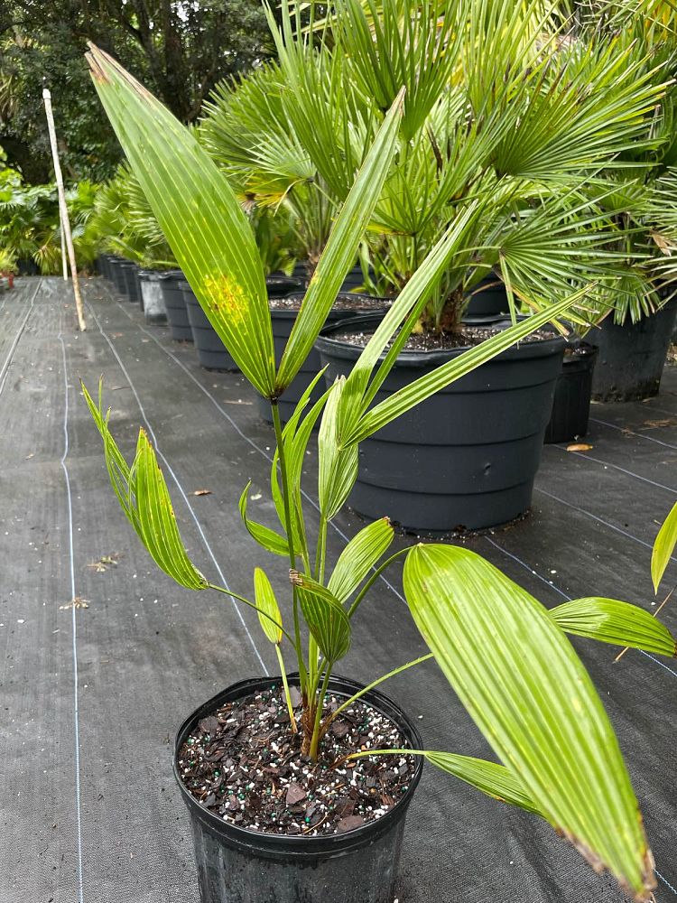 chamaerops-humilis-vulcano-european-fan-palm-mediterranean-fan-palm-chamaerops-humilis-var-elegans