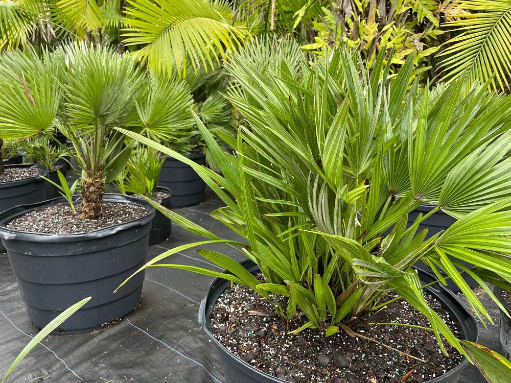 chamaerops-humilis-vulcano-european-fan-palm-mediterranean-fan-palm-chamaerops-humilis-var-elegans