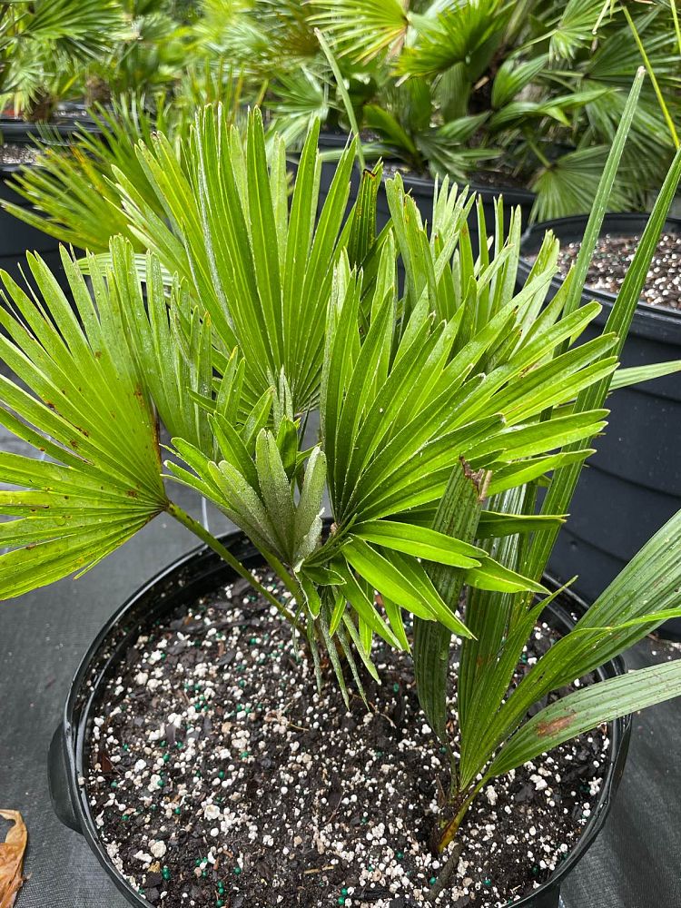 chamaerops-humilis-vulcano-european-fan-palm-mediterranean-fan-palm-chamaerops-humilis-var-elegans