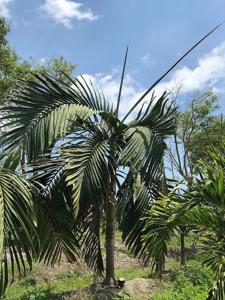 chambeyronia-hookeri-red-feather-palm