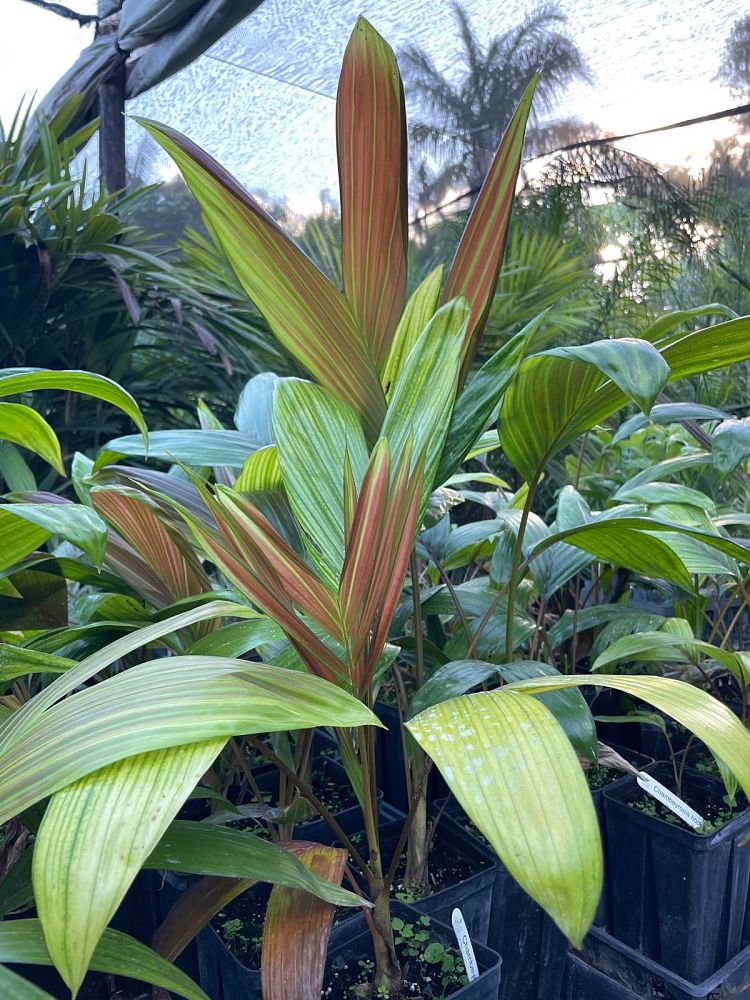 chambeyronia-hookeri-red-feather-palm