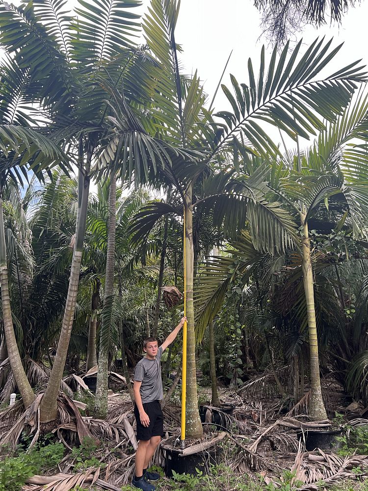 chambeyronia-hookeri-red-feather-palm