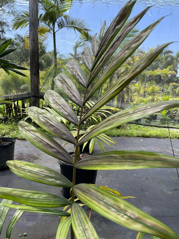 chambeyronia-hookeri-red-feather-palm