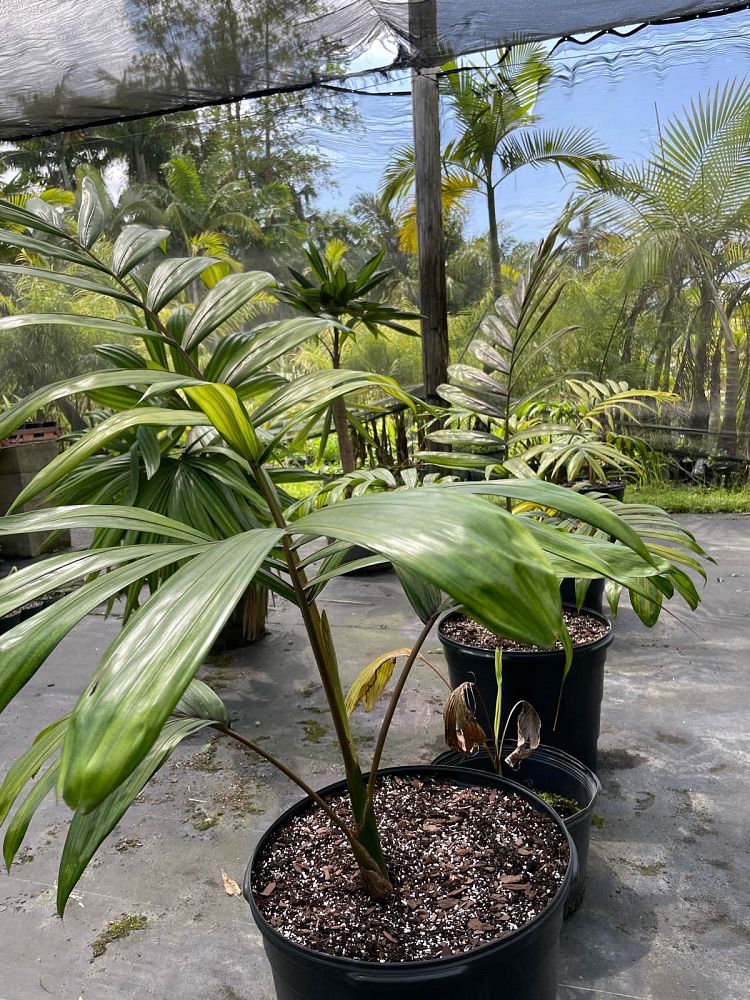 chambeyronia-hookeri-red-feather-palm