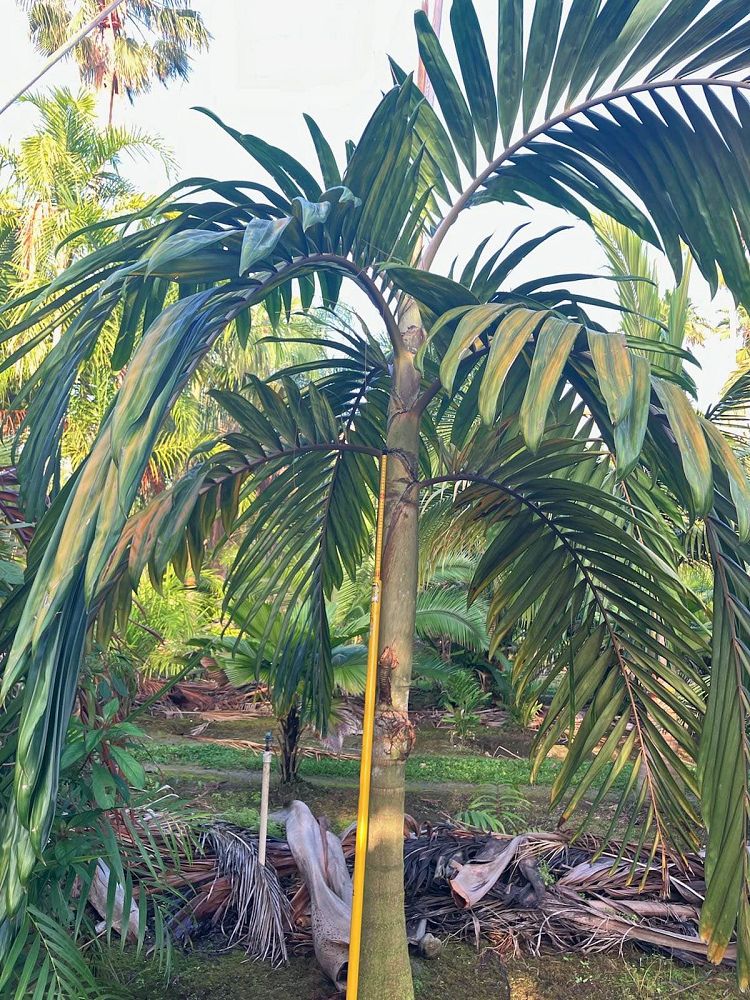chambeyronia-hookeri-red-feather-palm