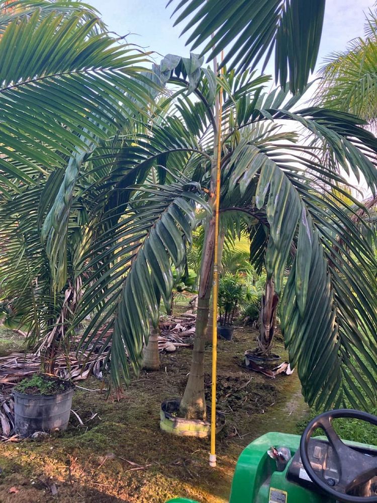 chambeyronia-hookeri-red-feather-palm