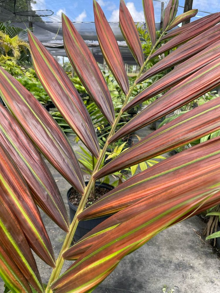 chambeyronia-hookeri-red-feather-palm