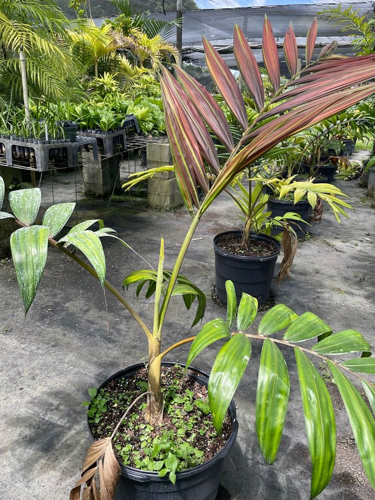 chambeyronia-hookeri-red-feather-palm