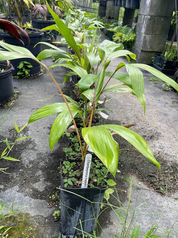 chambeyronia-hookeri-red-feather-palm