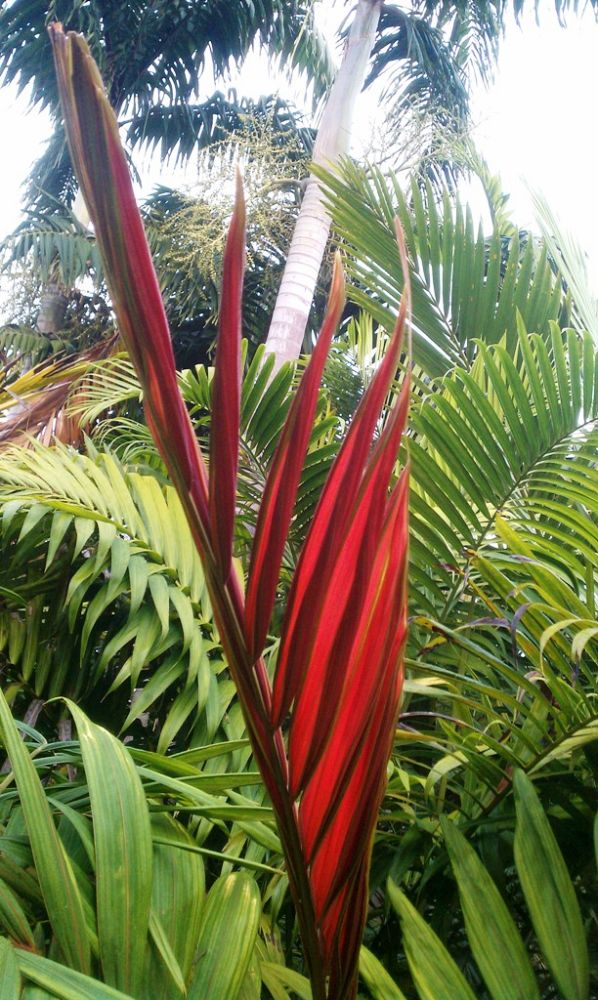 chambeyronia-macrocarpa-red-feather-palm-flamethrower-palm-watermelon-palm